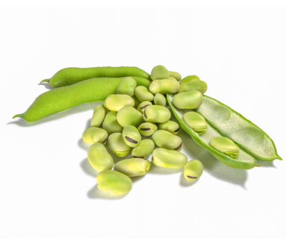 Broad Bean - Aquadulce (Long Pod) Seeds