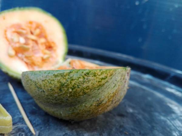 Rockmelon Zatta Seeds