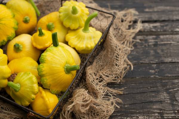 Summer Squash Gelber Englischer Seeds