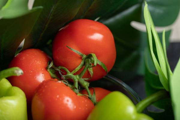 Tomato Burnley Sure Crop Seeds