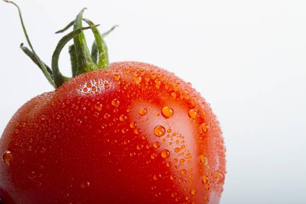 Tomato Tommy Toe