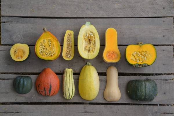 Winter Squash Guatemalan Blue Banana Seeds