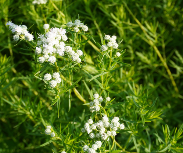 Mountain Mint Seeds
