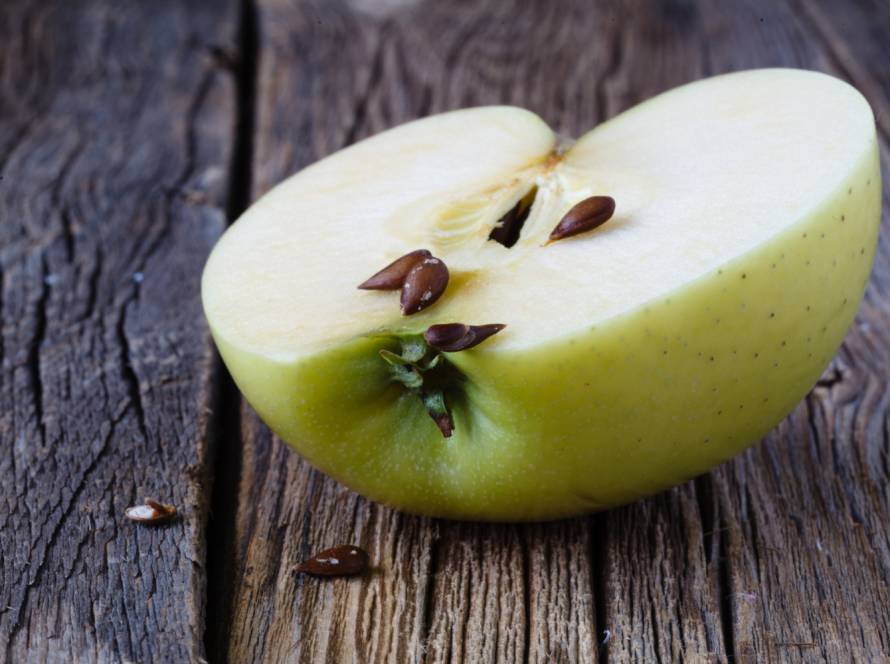Apple seeds