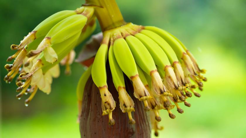 Banana seeds