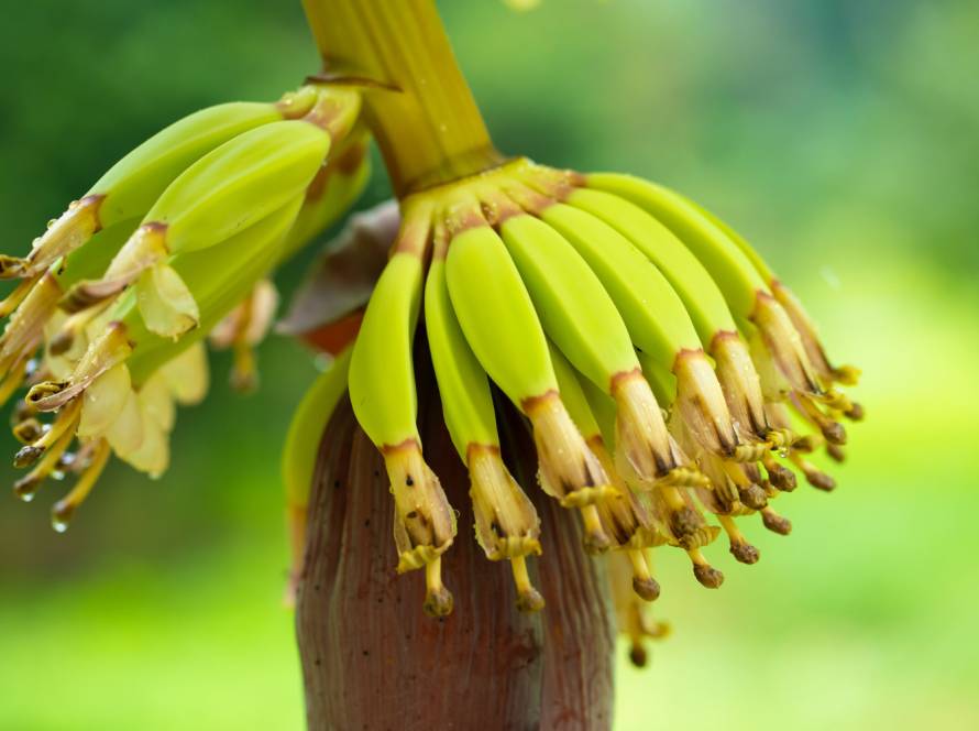 Banana seeds