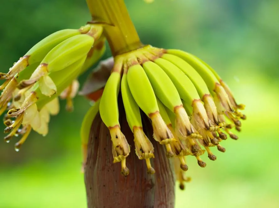 Banana seeds