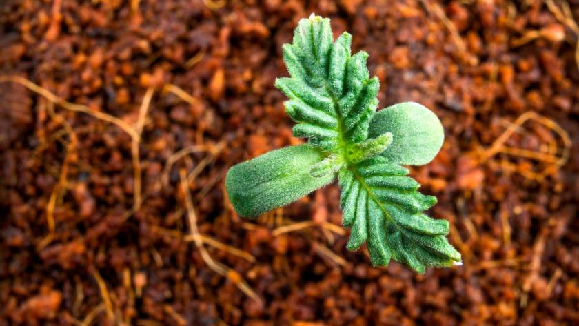 seeds germination