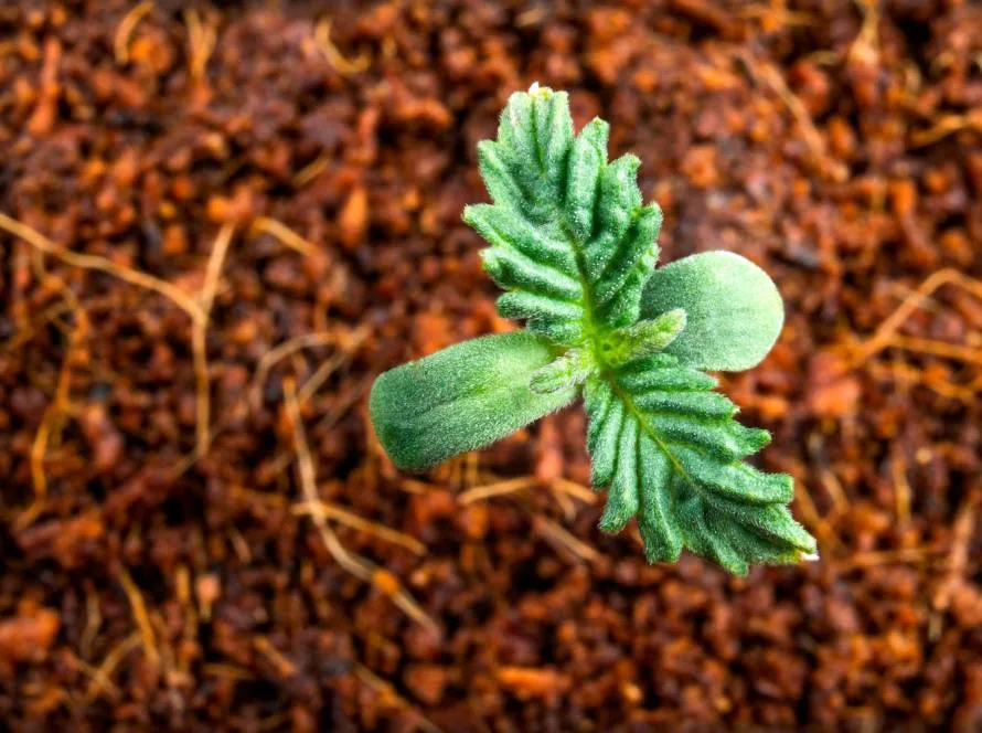 seeds germination