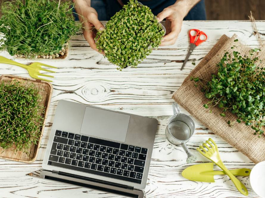 seeds online