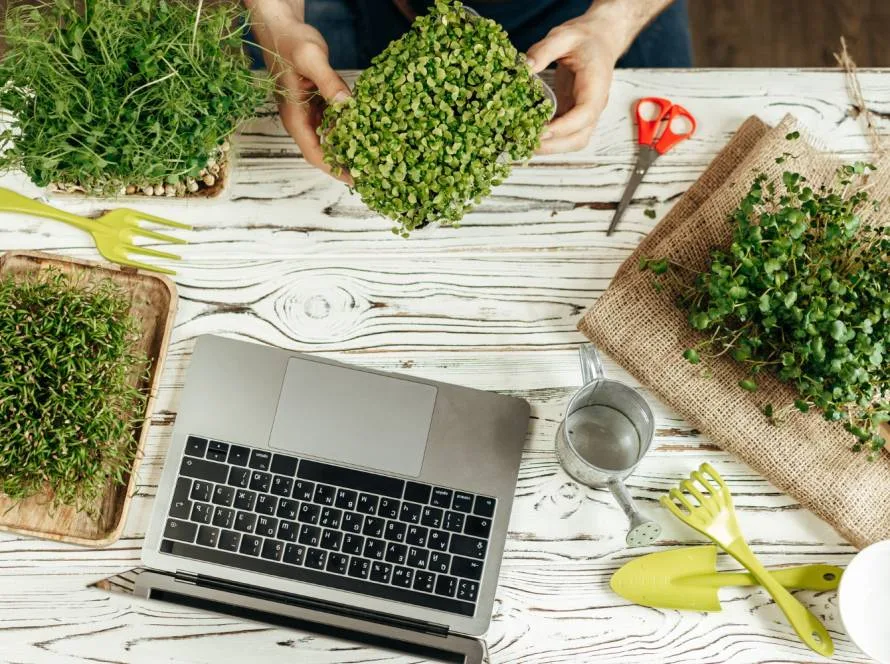 seeds online