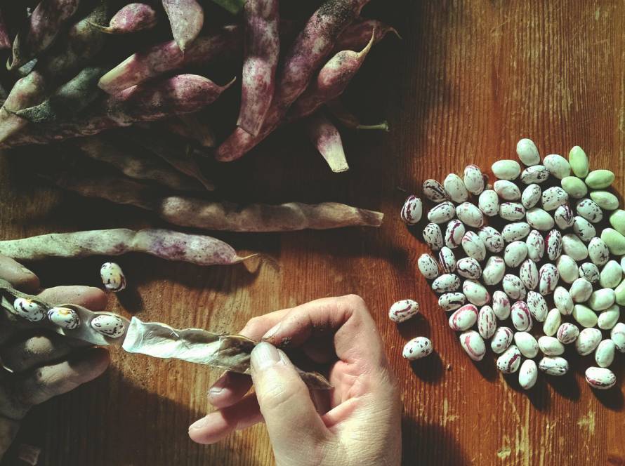 seeds queensland