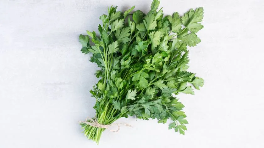 How To Plant Coriander Seeds