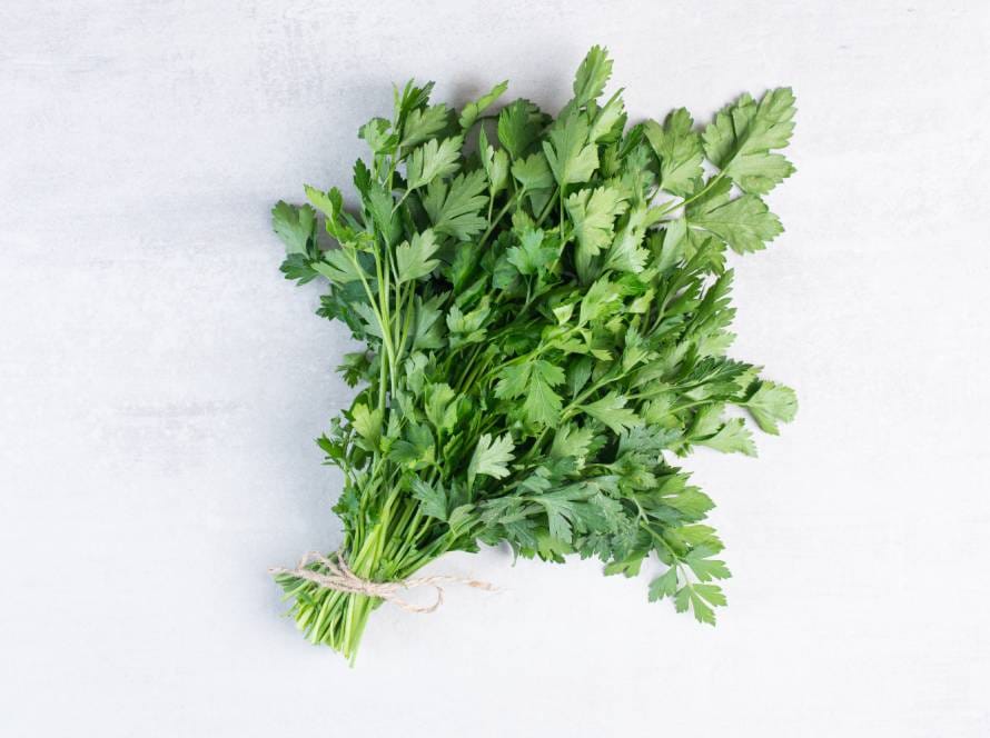 How To Plant Coriander Seeds