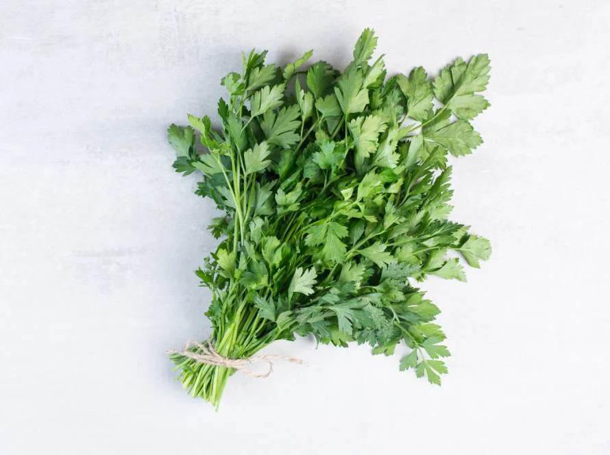 How To Plant Coriander Seeds