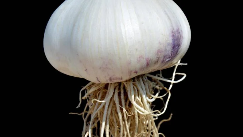 How To Grow Garlic