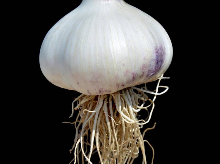 How To Grow Garlic
