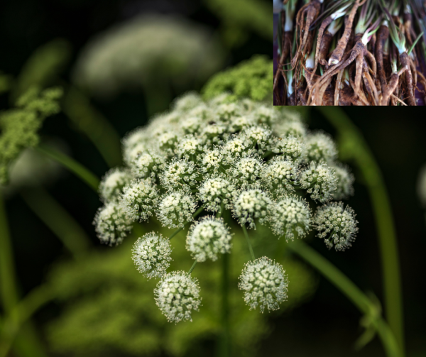 Angelica Seeds