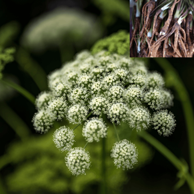 Angelica Seeds