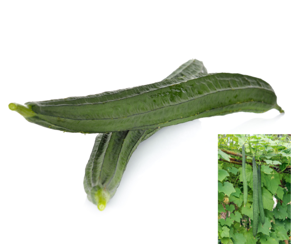 Angled Luffa