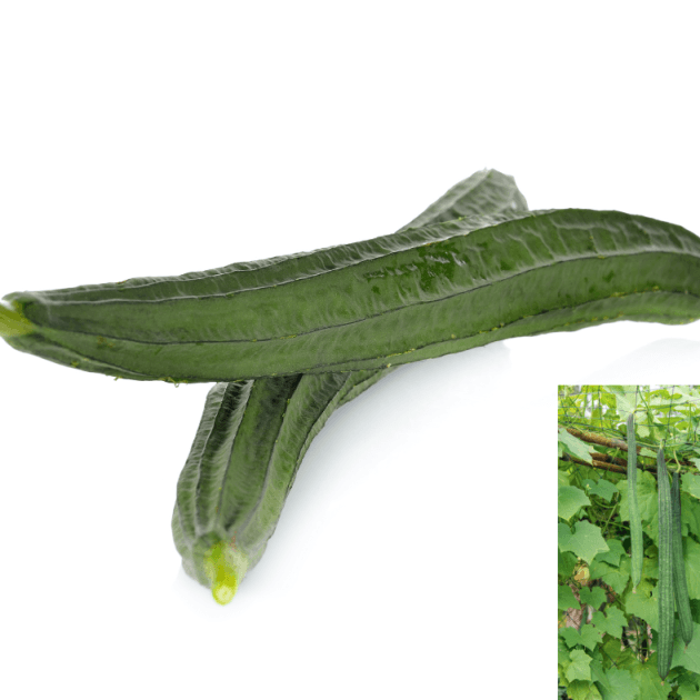 Angled Luffa