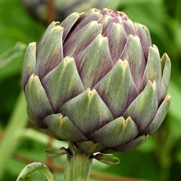Artichoke - Green Globe