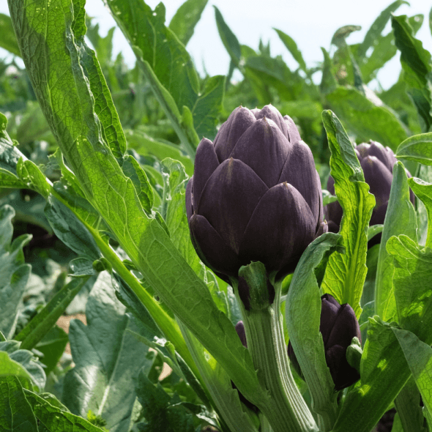 Artichoke - Purple Headed