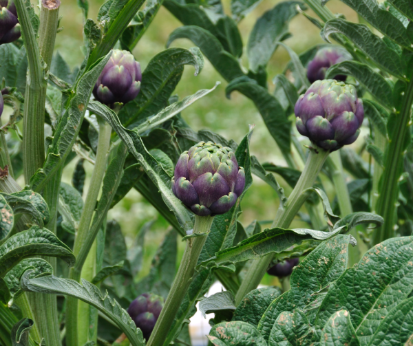 Artichoke - Romanesco Seeds