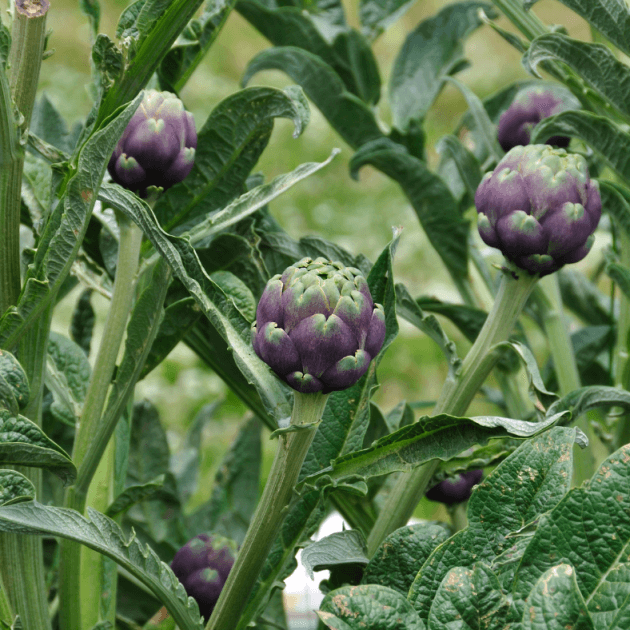 Artichoke - Romanesco Seeds