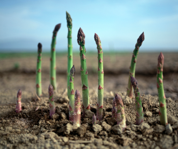 Asparagus - Argenteuil Seeds