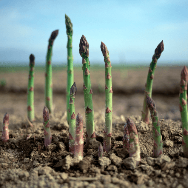 Asparagus - Argenteuil Seeds