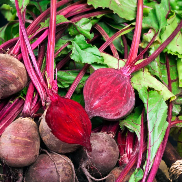 Beetroot - Bulls Blood Seeds