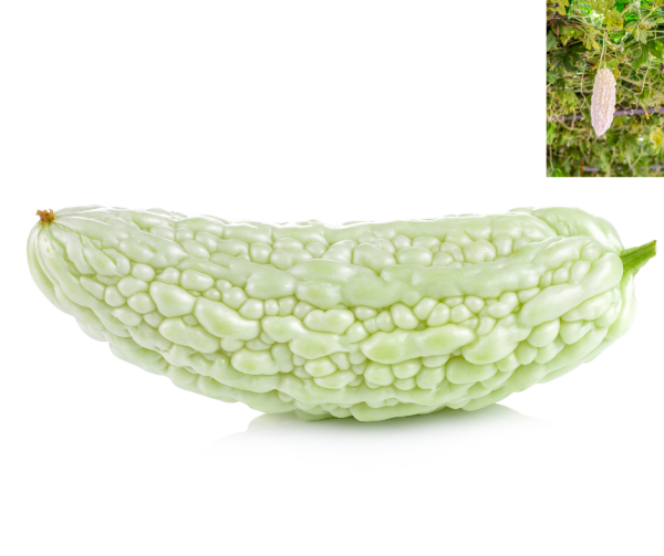 Bitter Melon - White