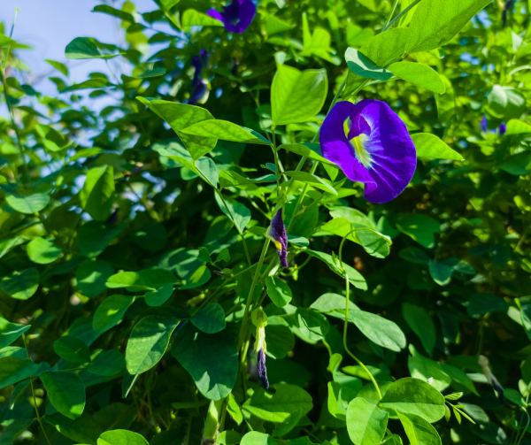 Blue Butterfly Pea Seeds