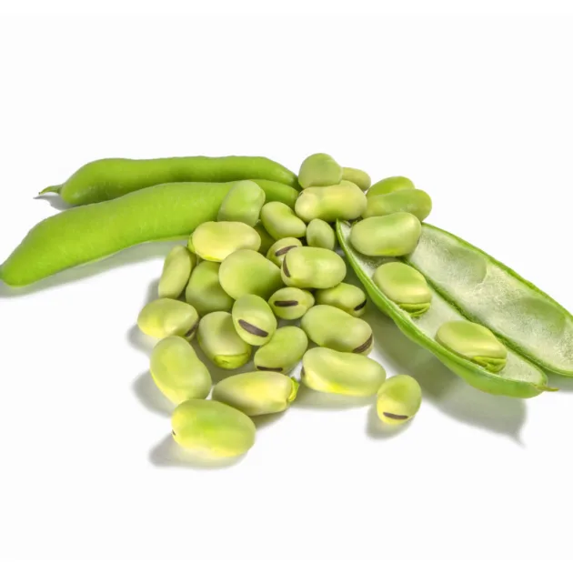 Broad Bean - Aquadulce (Long Pod) Seeds