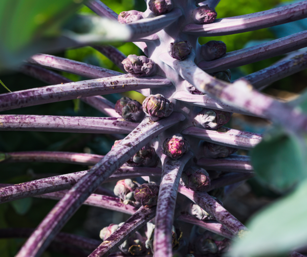 Brussels Sprouts - Red