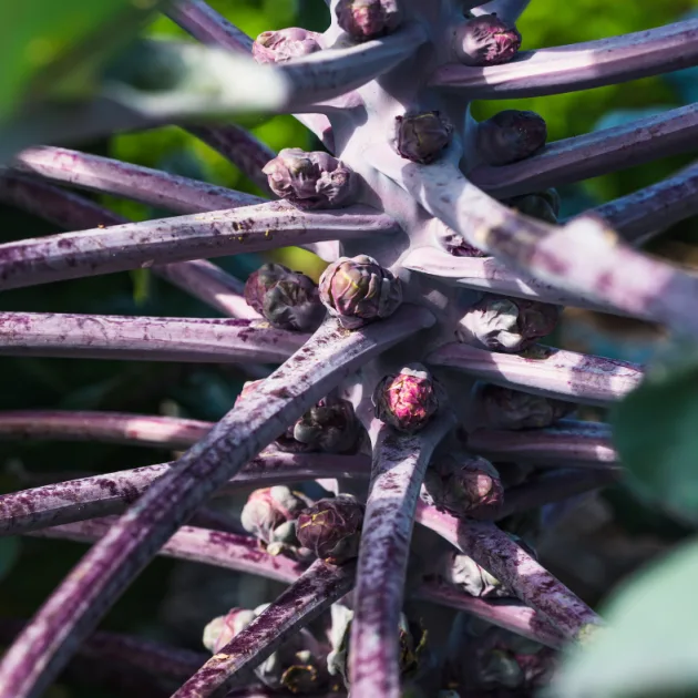 Brussels Sprouts - Red