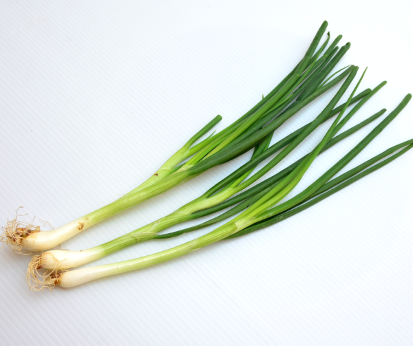 Bunching Onion - Evergreen Bunching Seeds