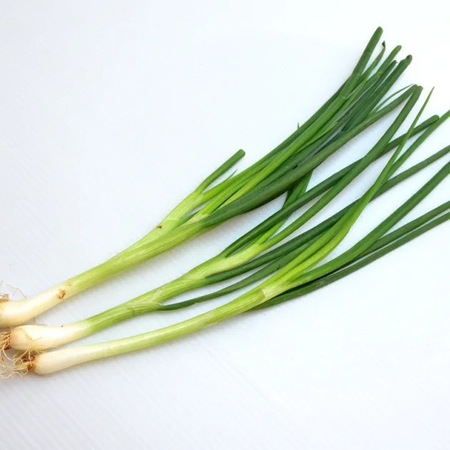 Bunching Onion - Evergreen Bunching Seeds