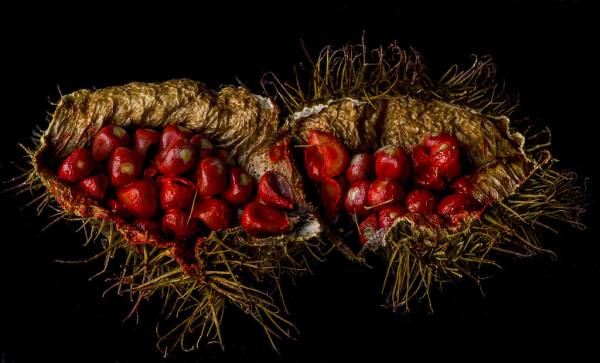 Achiote Seeds