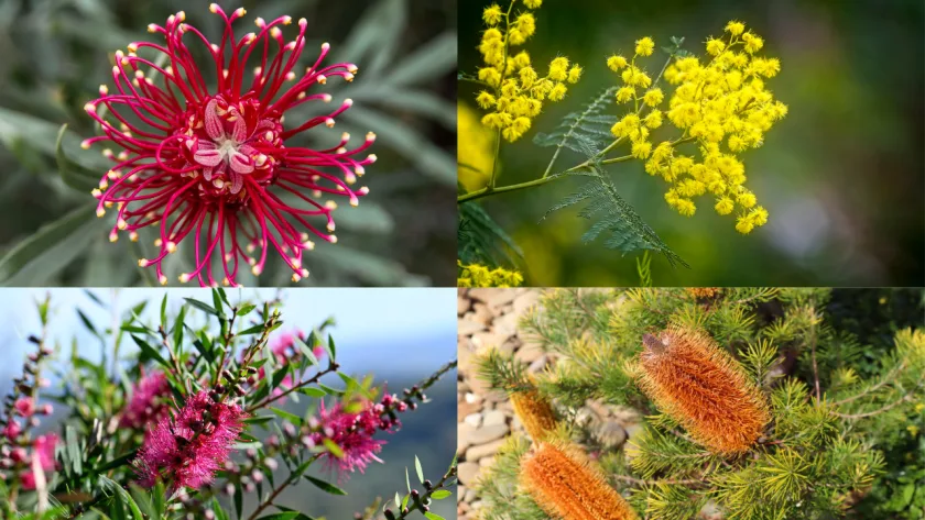Australian Native Plant Seed Suppliers