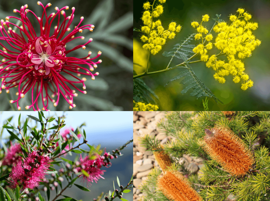 Australian Native Plant Seed Suppliers