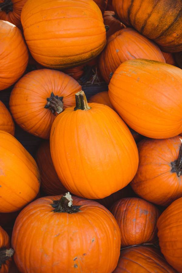 Pumpkin Small Sugar Seeds