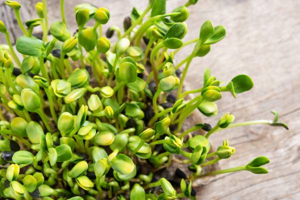 Purslane Green Seeds