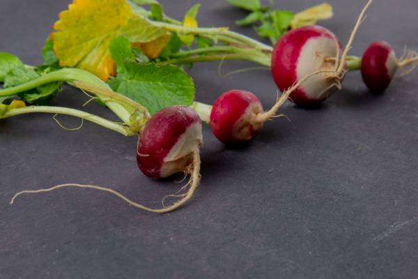 Radish French Breakfast Seeds