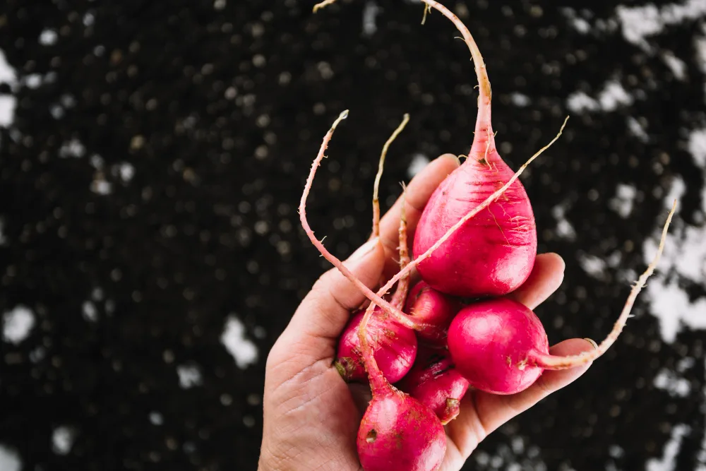 Radish Mini Daikon Red F1 Seeds
