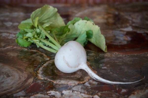 Radish Minowase Seeds