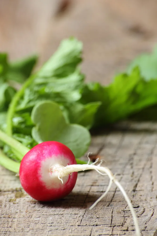 Rat-Tailed Radish Seeds