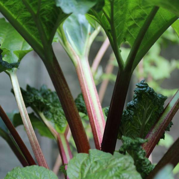 Rhubarb Glaskins Perpetual Seed