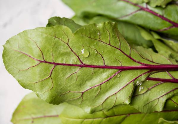 Silverbeet Orange Fantasia Seeds